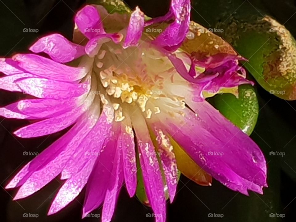 Pigface Flower