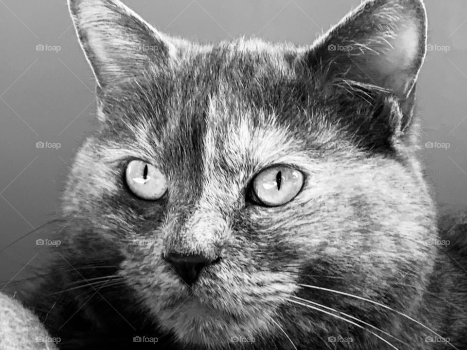 Cats are such majestic creatures. They’re all so very unique, from their personality down to their paw pads.  