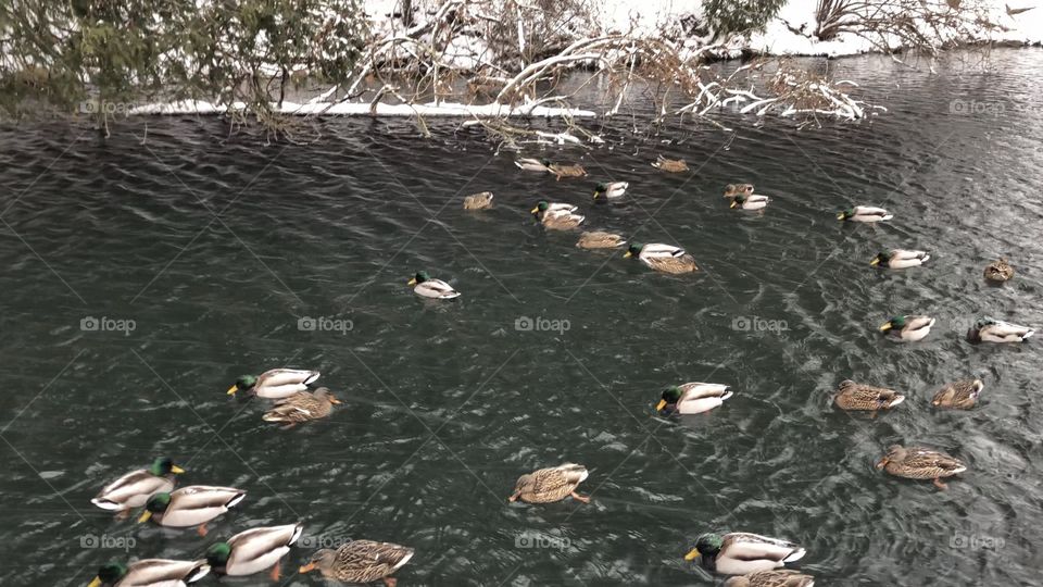 Ducks enjoying a swim at Springbank Park, London Ontario on a cold winter day. 