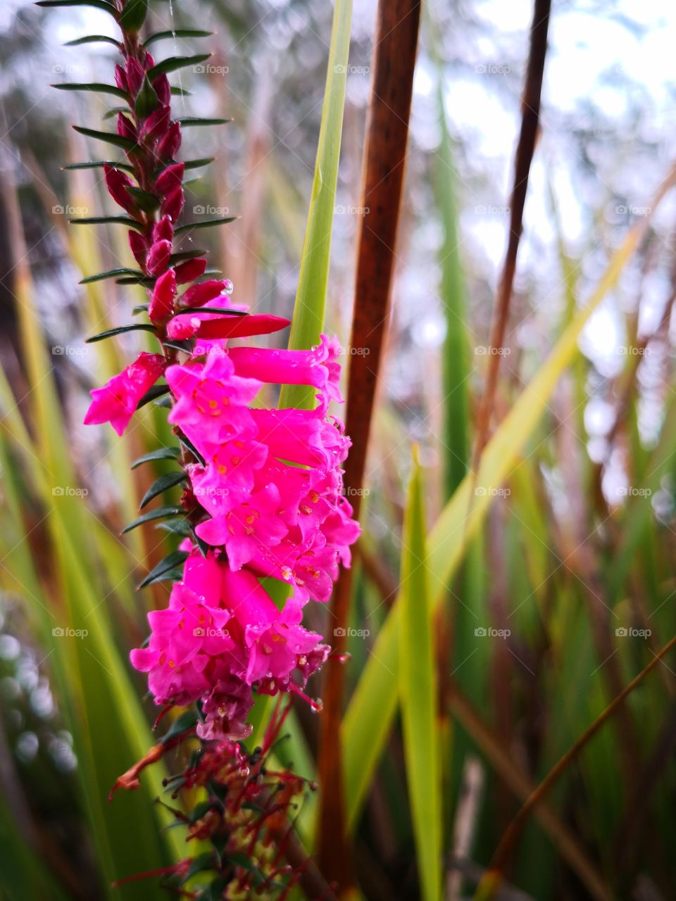 Wildflowers