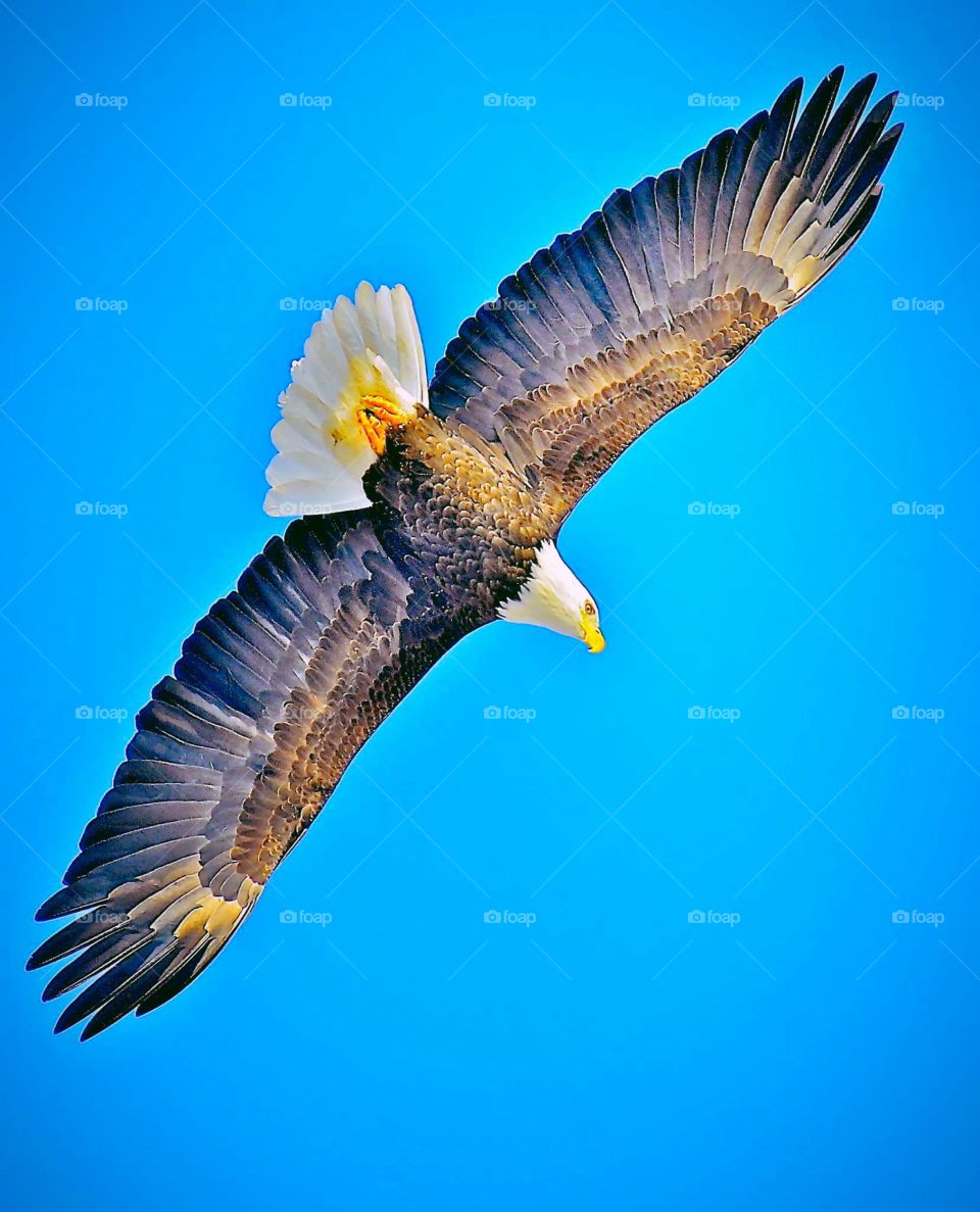 Eagle soaring in the sky
