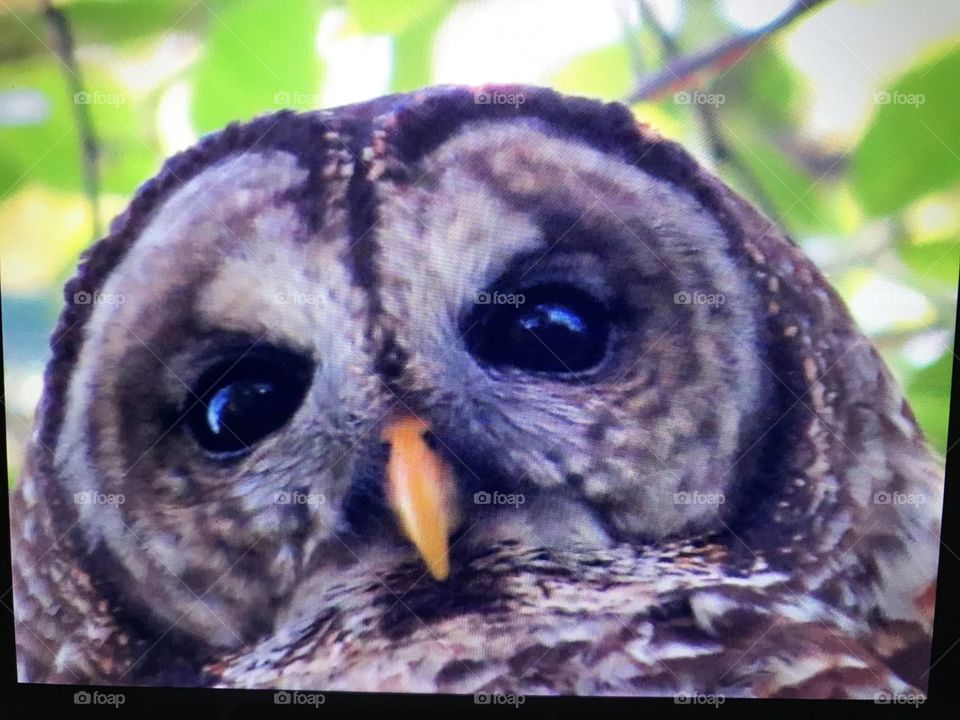 Close up of owl eyes