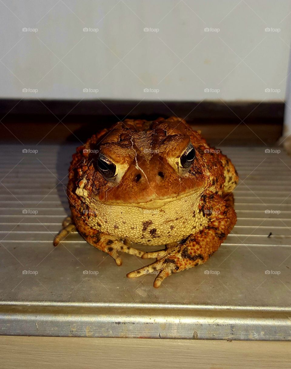 toad on front porch