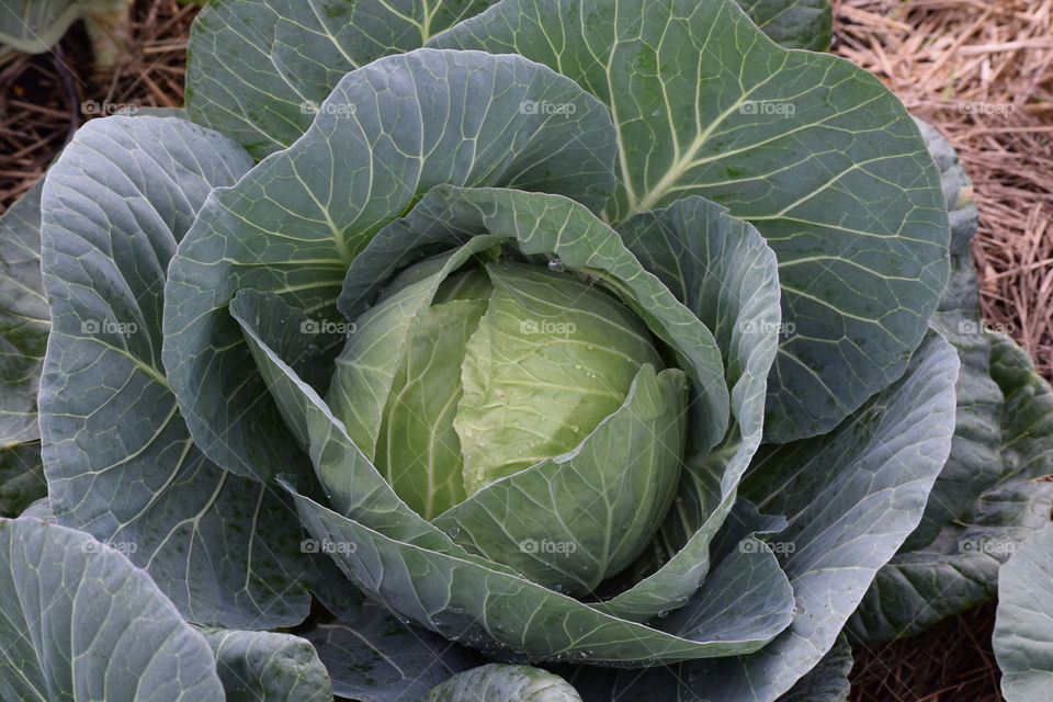 cabbage