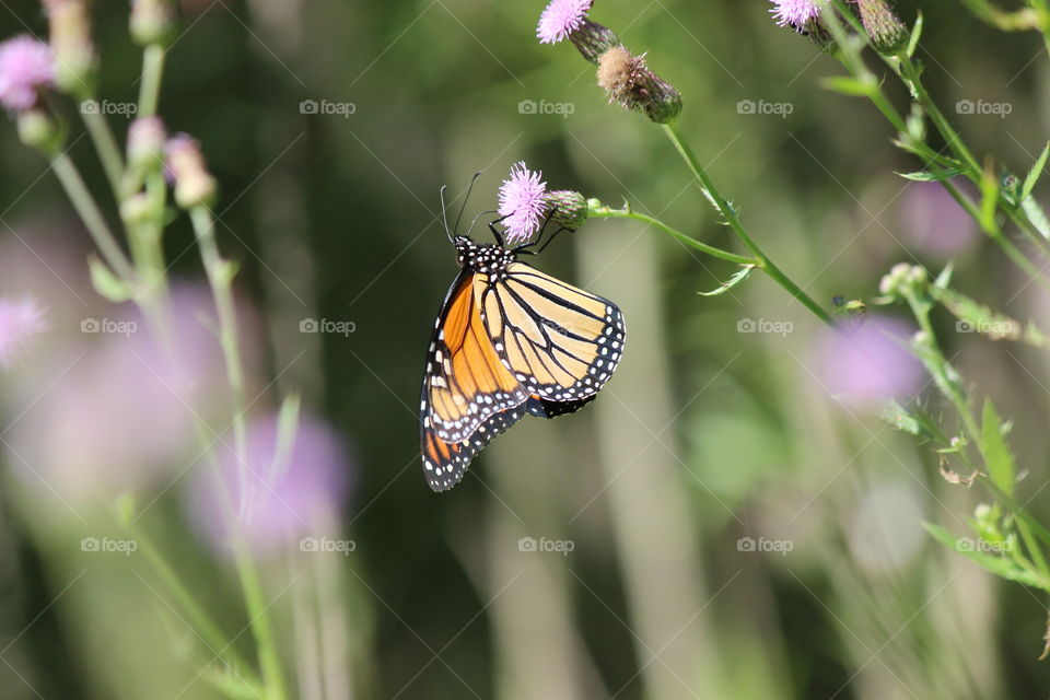monarch butterfly pollinating thistle wildflowers