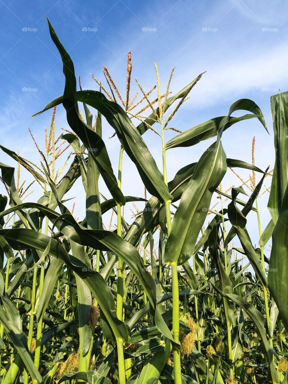 View of corn field