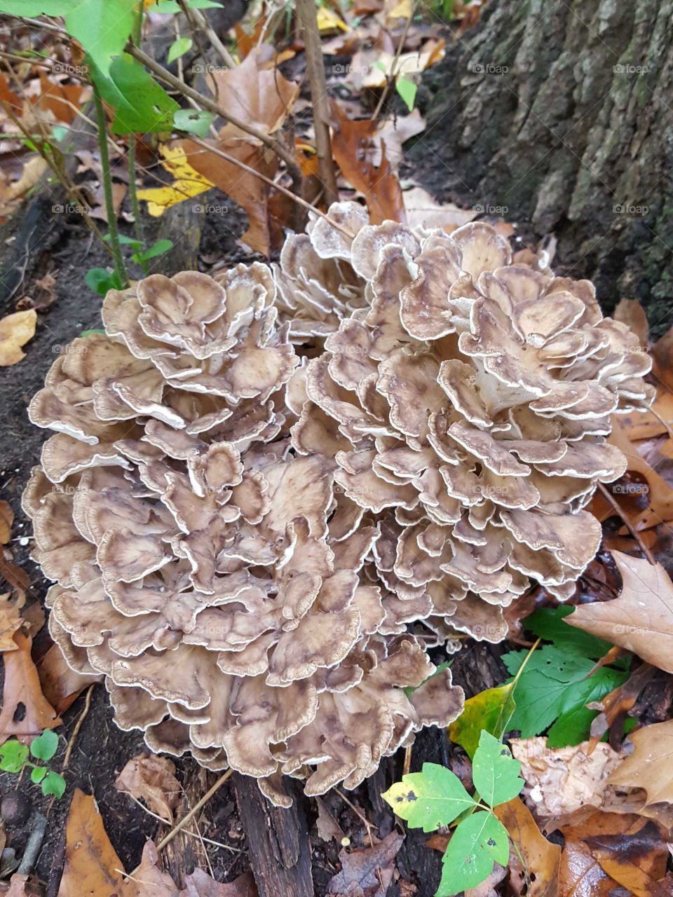 Nature, Fall, Fungus, Wood, Leaf