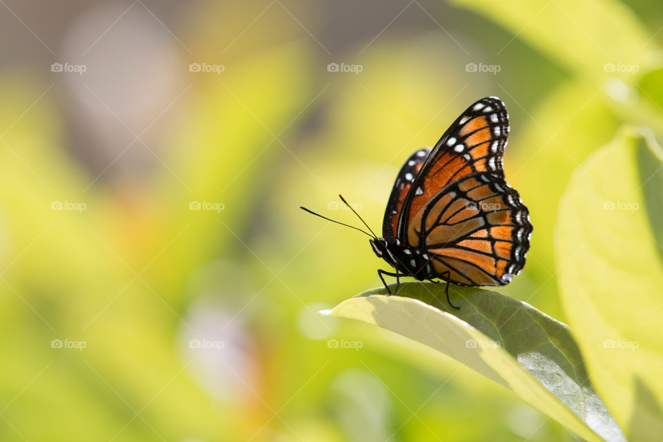 Nature, Butterfly, Summer, Insect, No Person