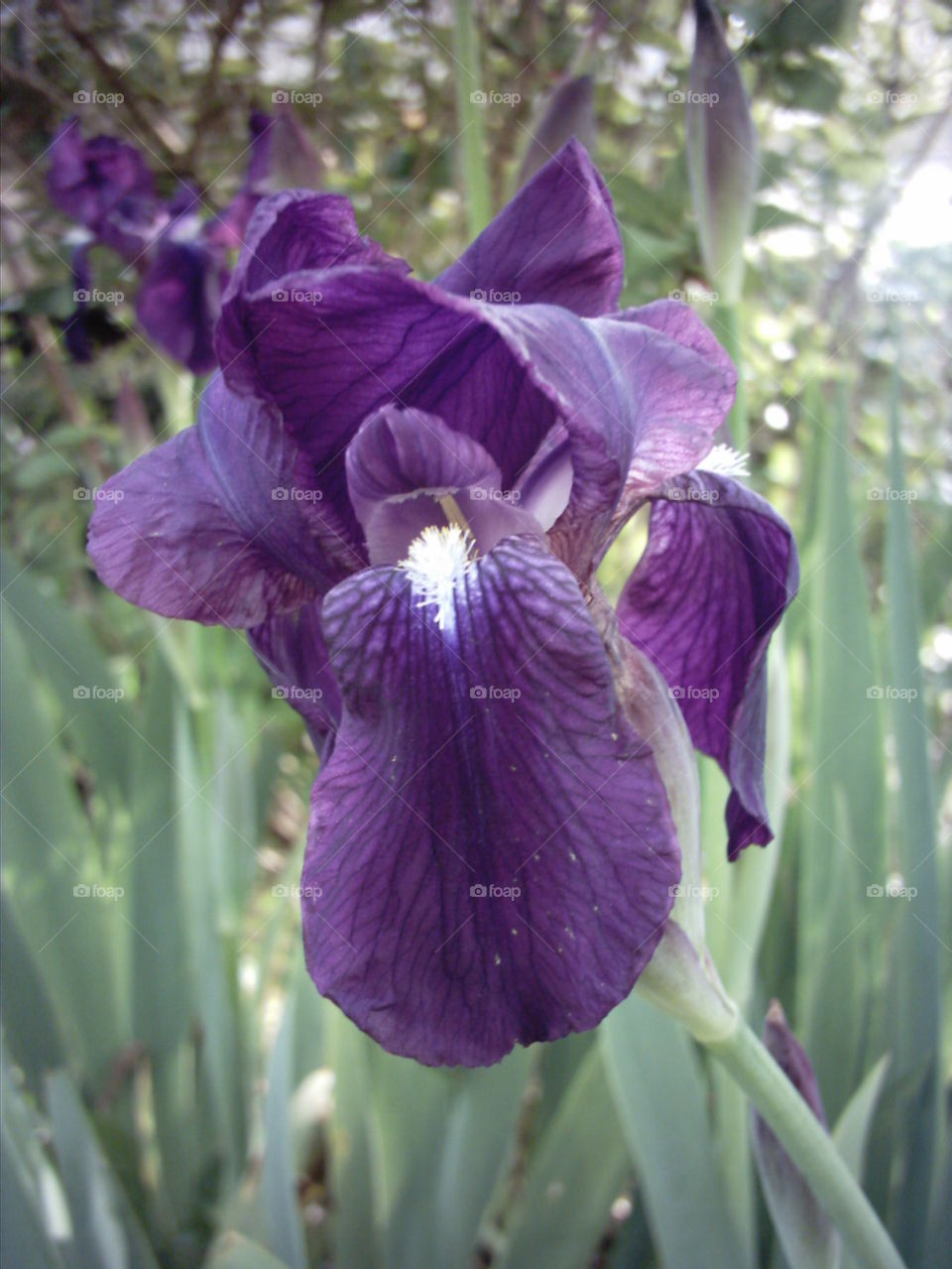 iris