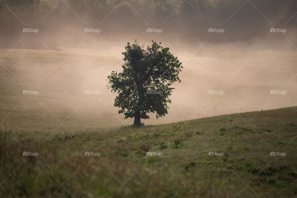 Lone Tree In Misty Rolling Fields -