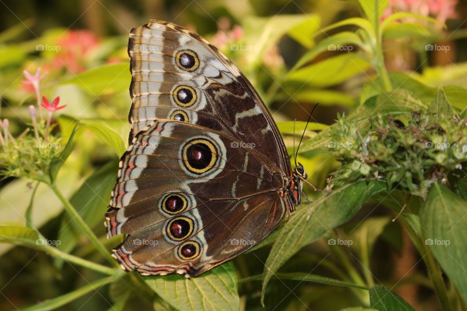 Butterfly on leaf