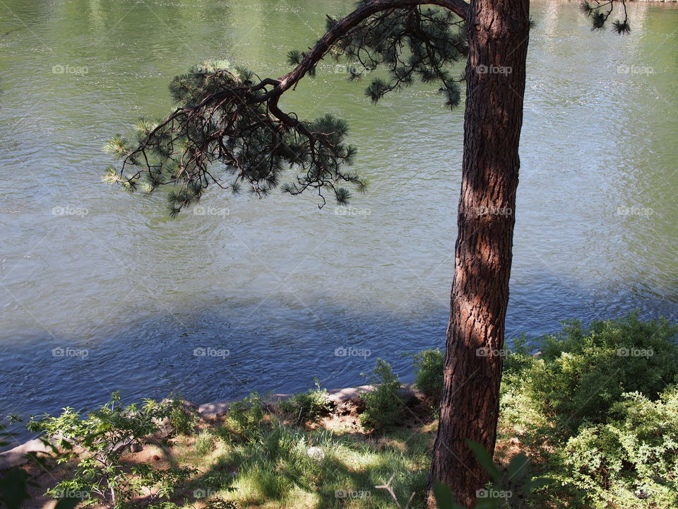 A ponderosa pine tree with a branch hanging over the Deschutes River along a walking trail in Pioneer Park in Bend in Central Oregon.