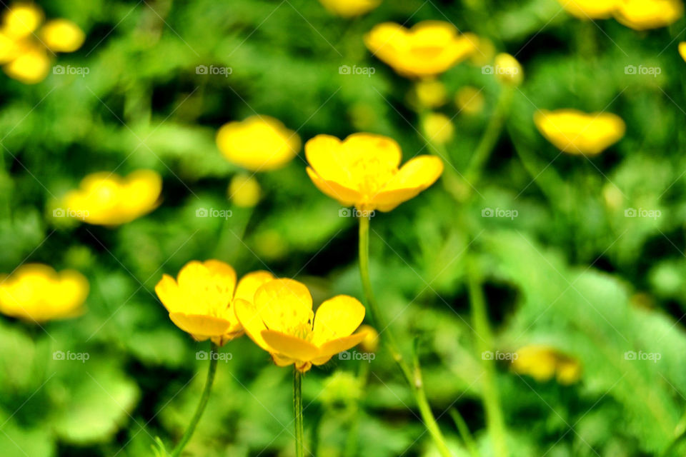 green yellow flower grass by fidusen