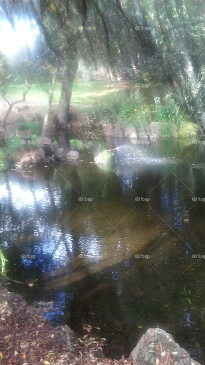pond at park