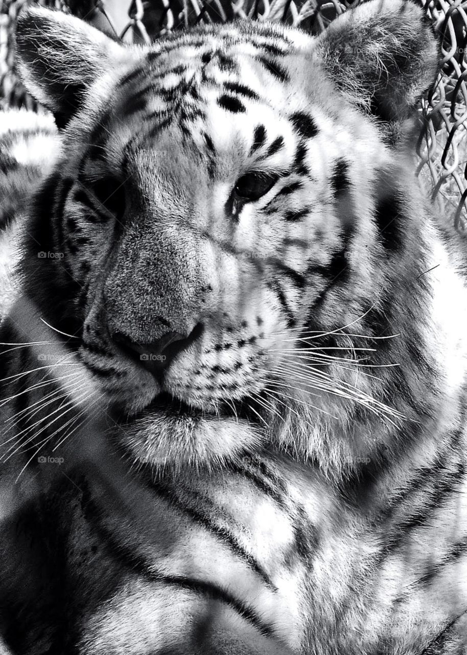 tiger white tiger big cats charolete by rajx7
