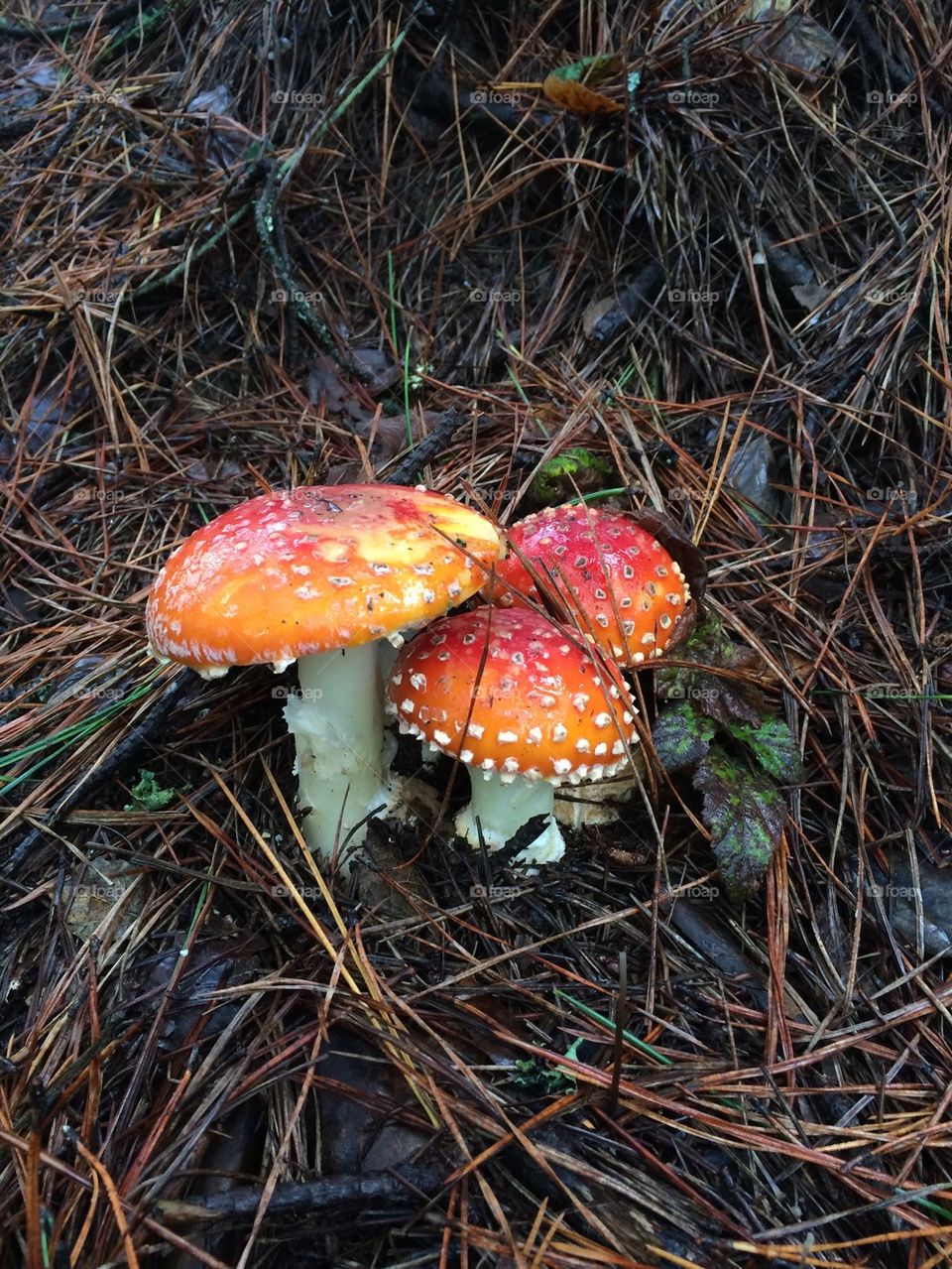 Amanita Muscaria red mushrooms