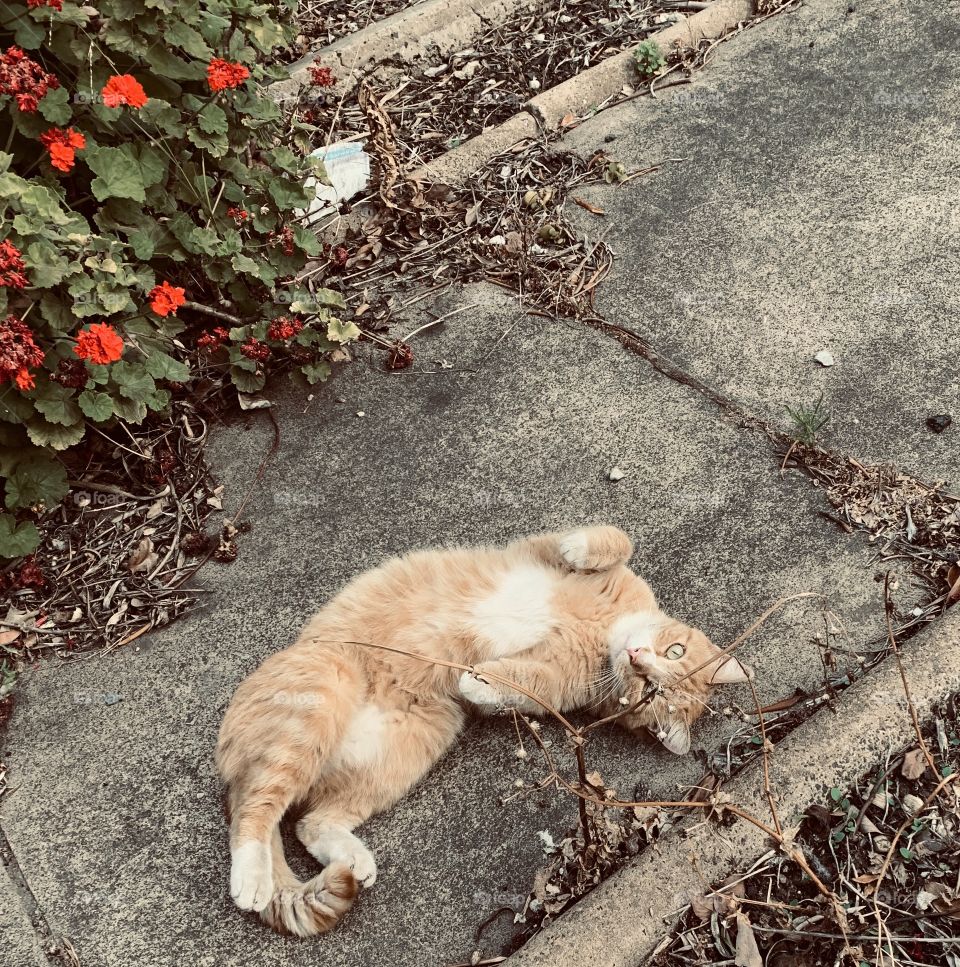 Peek a boo! Hi Gin 🐈