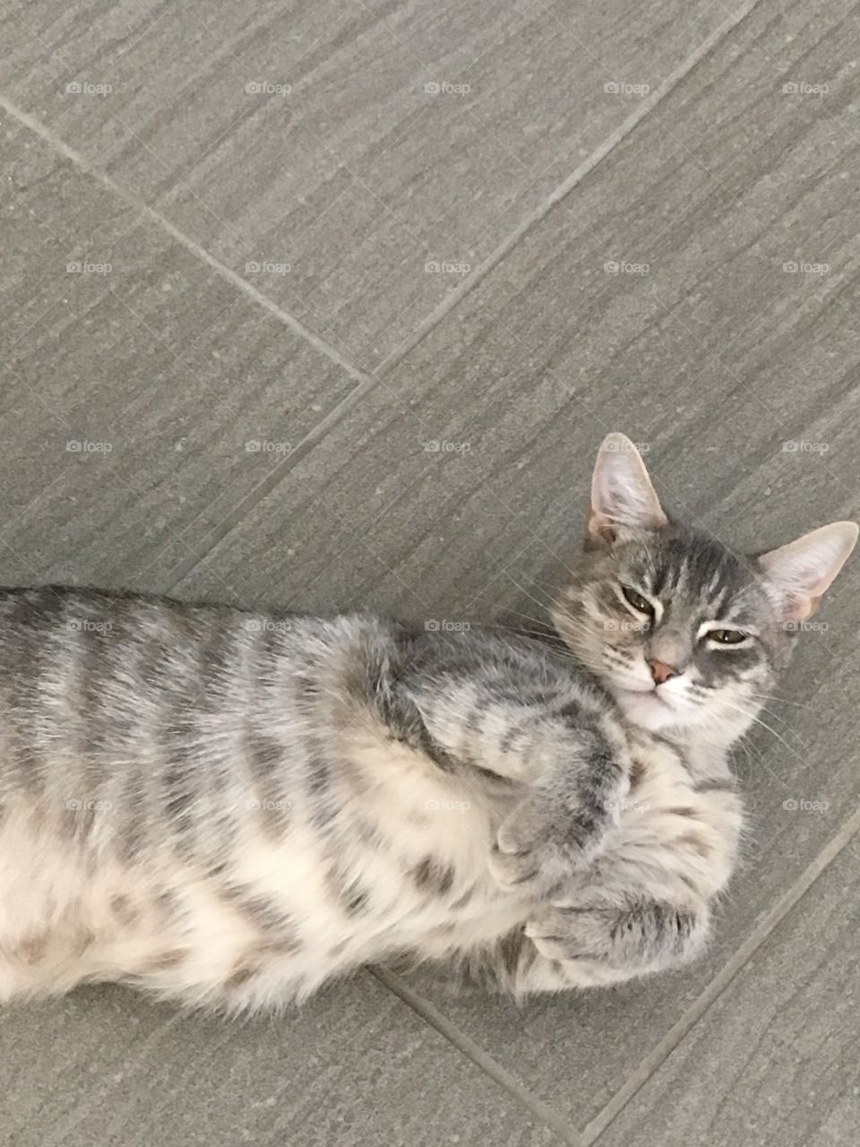 Cutest Pets in the World 