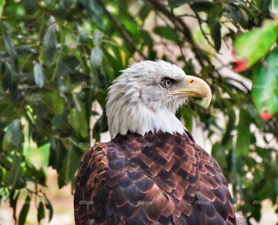 Majestic American Bald Eagle. Profile Of Bald Eagle