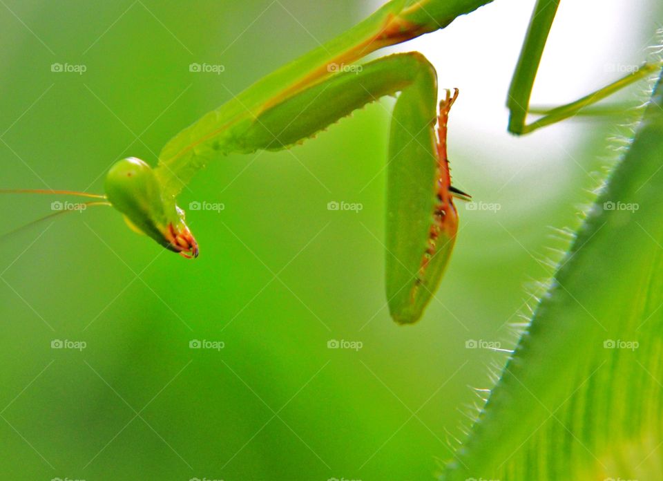 Close up of praying mantis