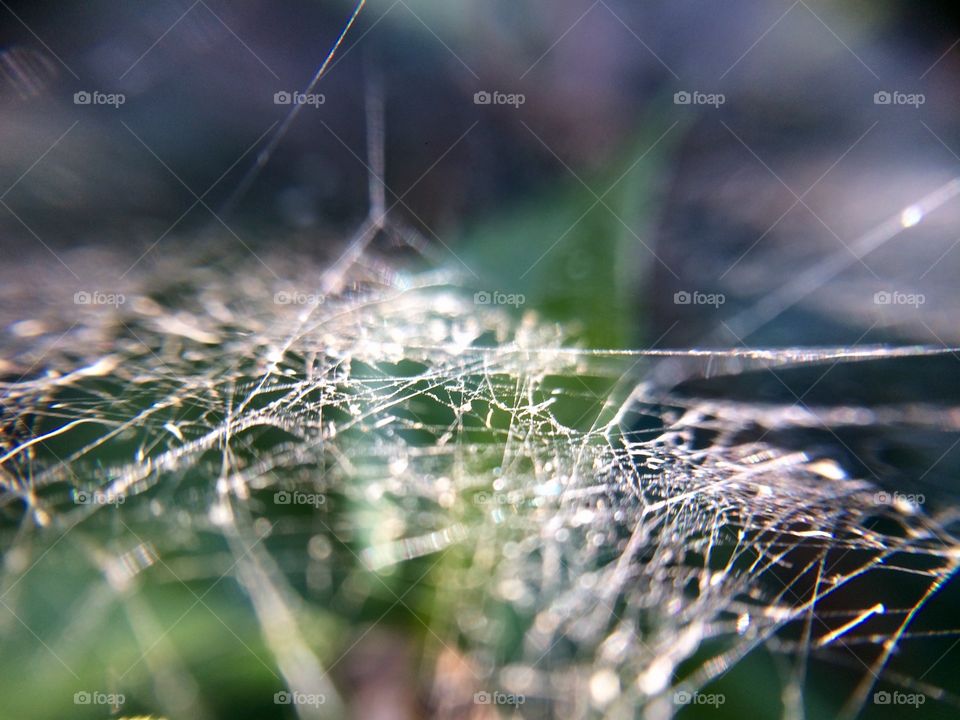 Spider web | Photo with iPhone 5S + Macro lens.