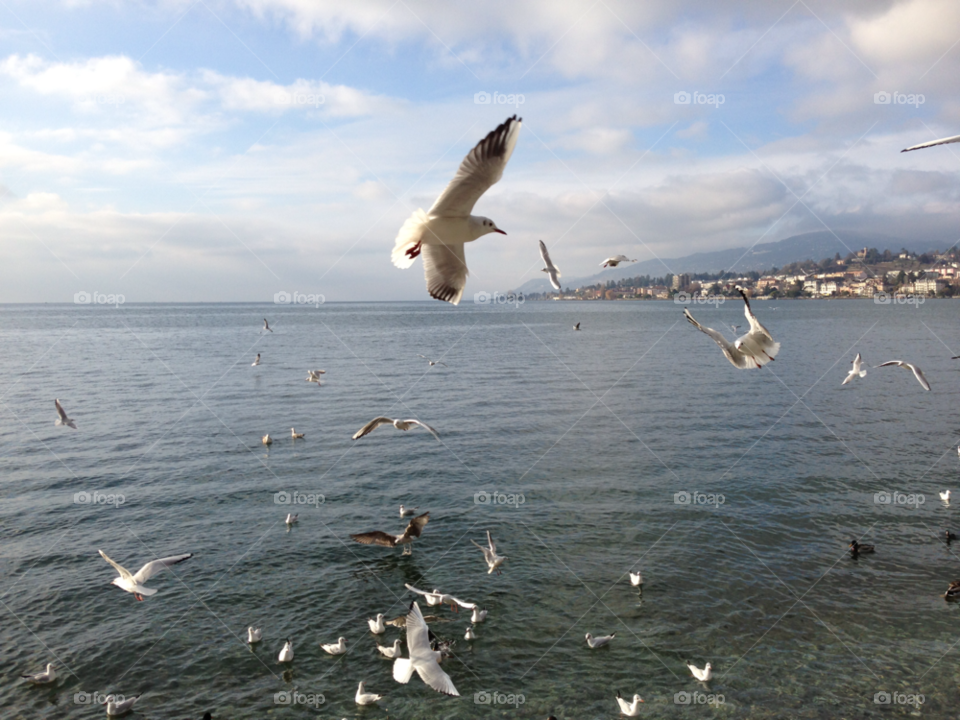 motion birds water lake by Elina