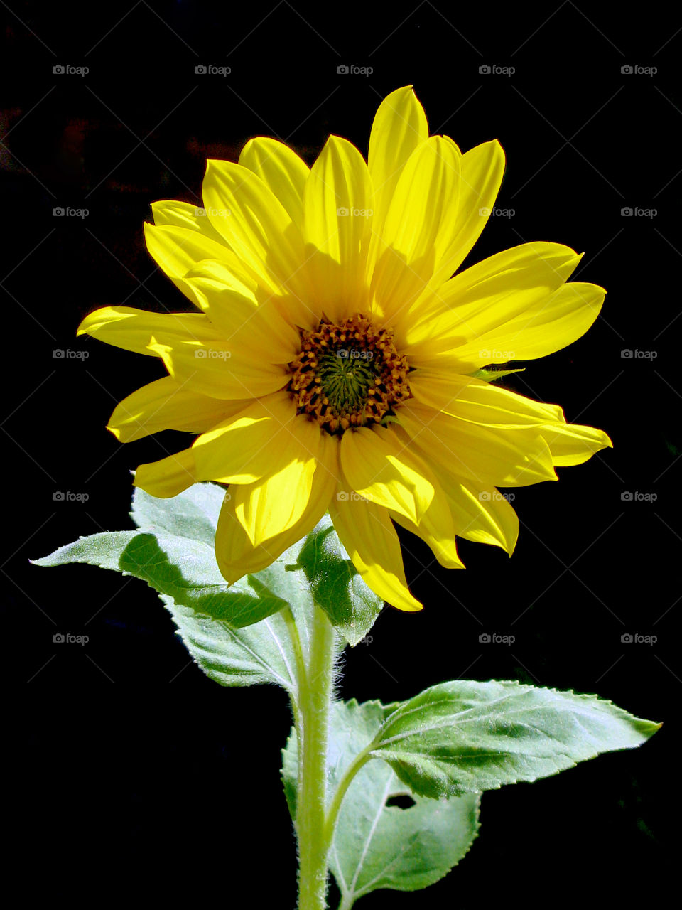Sunflower on Black Background