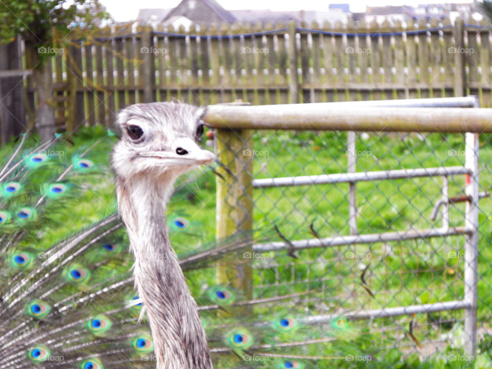 An ostrich ... with peacock's feathers. ..