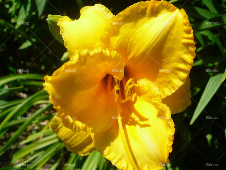 Nature, Flower, Leaf, No Person, Flora