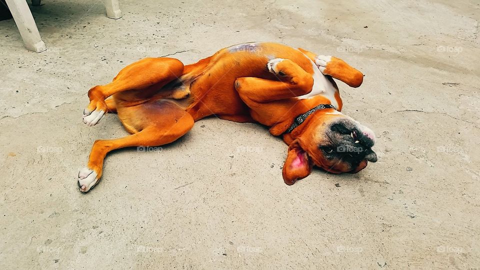 Brown boxer dog laying on his back