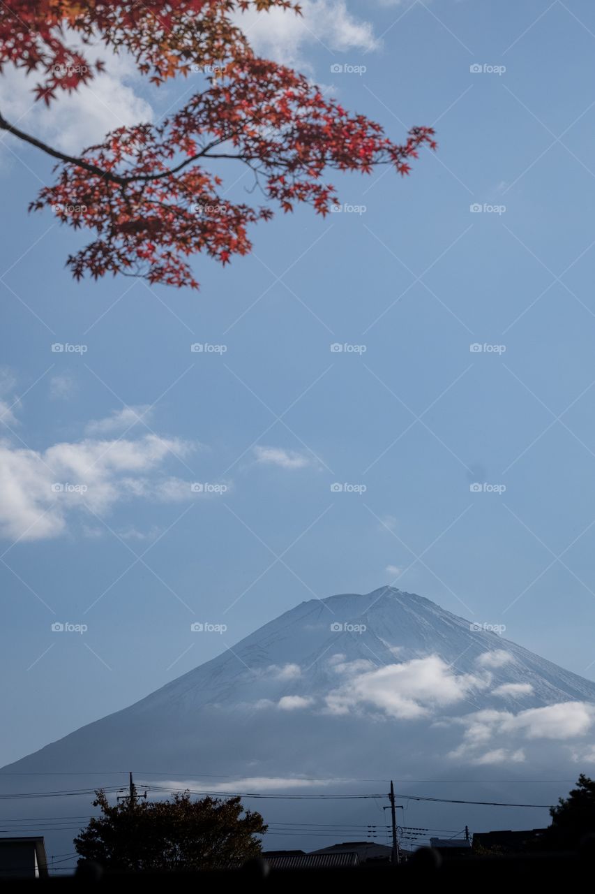 Fuji mountain and red maple