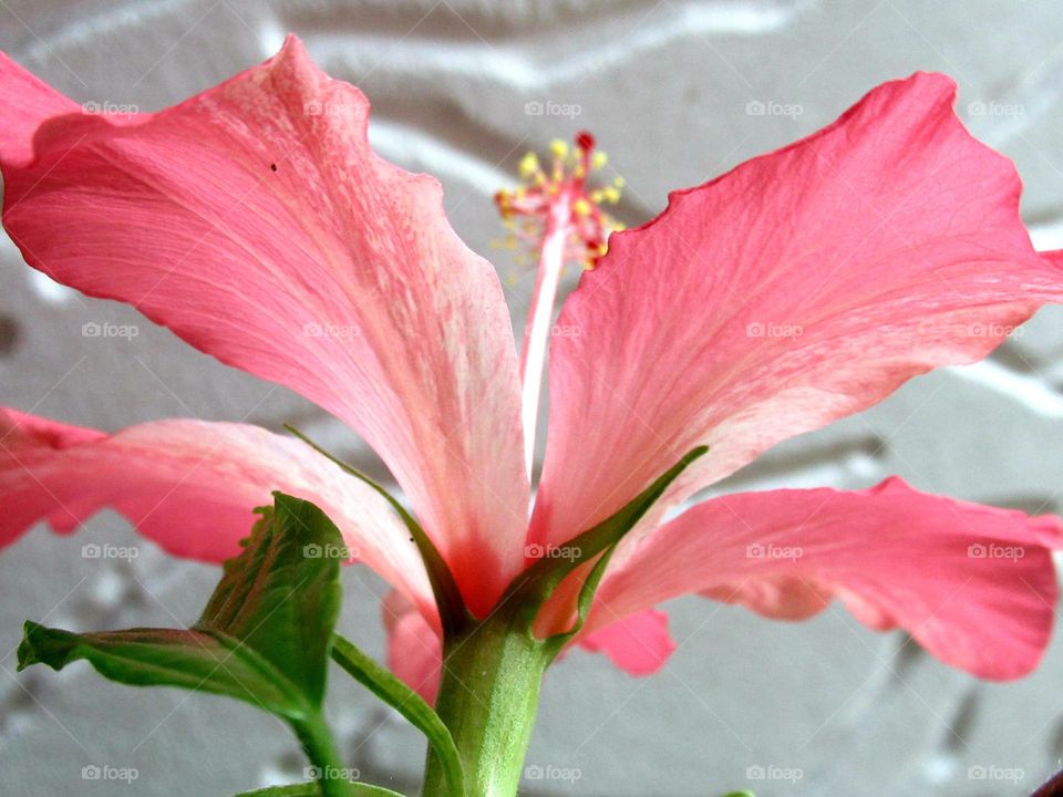 hibiscus, Chinese rose, grows and blooms at home