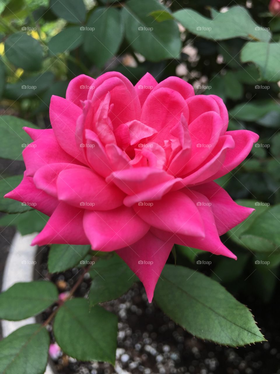 Pink rose