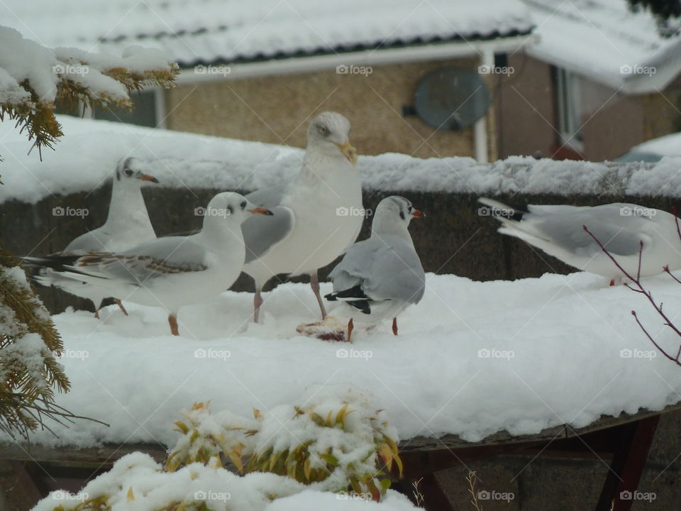Seagulls in the Snow