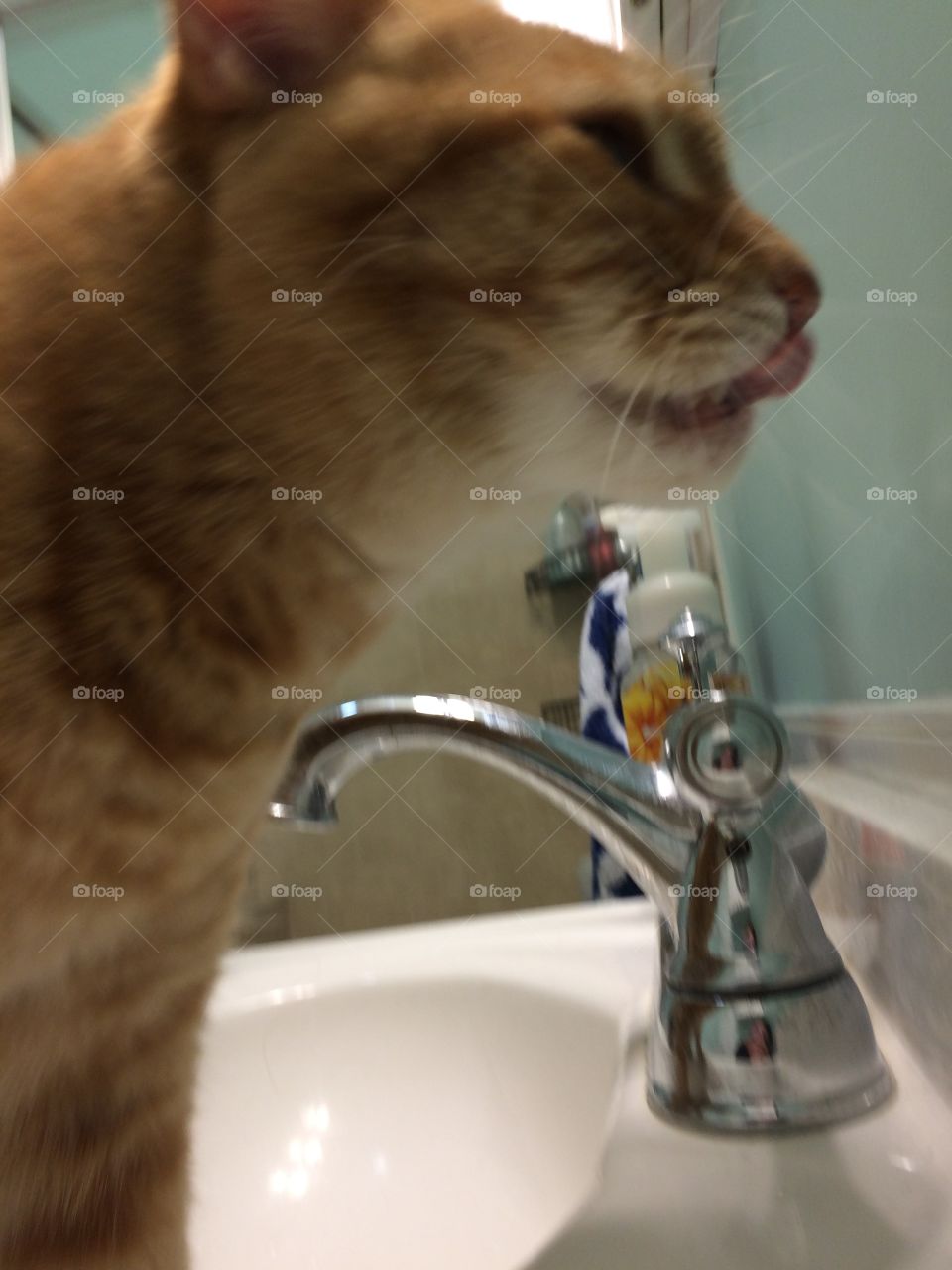 Bathroom, Cat, Faucet, Bathtub, Bath