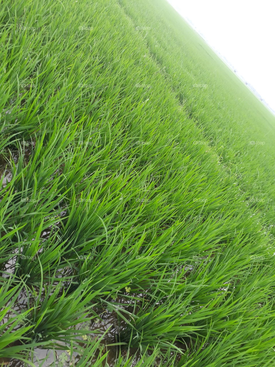 Purdy filled in Indian village