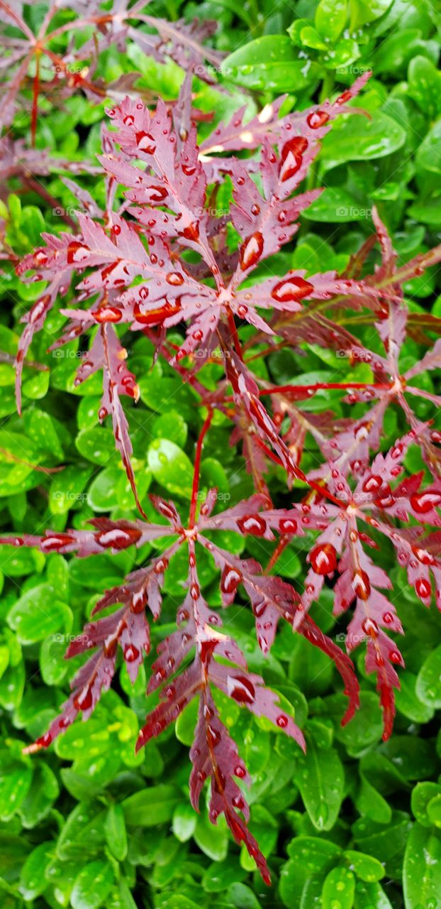 Japanese red maple on green background