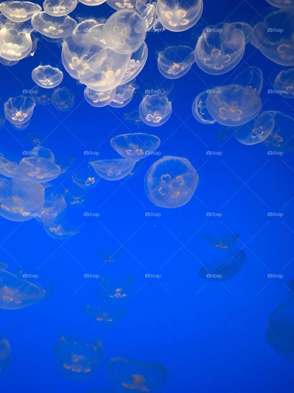 Moon jellyfish against a blue background in a tank at an aquarium