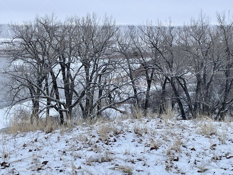 Winter, nature, landscape picture, in Medicine Hat, Alberta, Canada, showcases snow in gold wild grasses in the foreground, brown trees and branches hide the ice covered South Saskatchewan River, and coulee hills and a cloudy blue skyline in the back