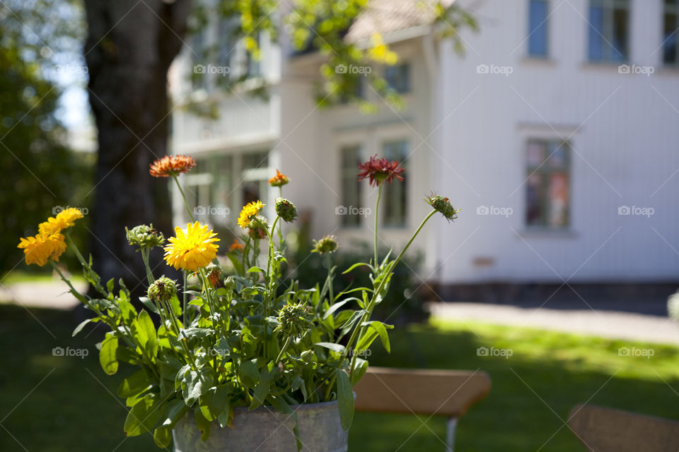 Flower, No Person, Garden, Leaf, Summer