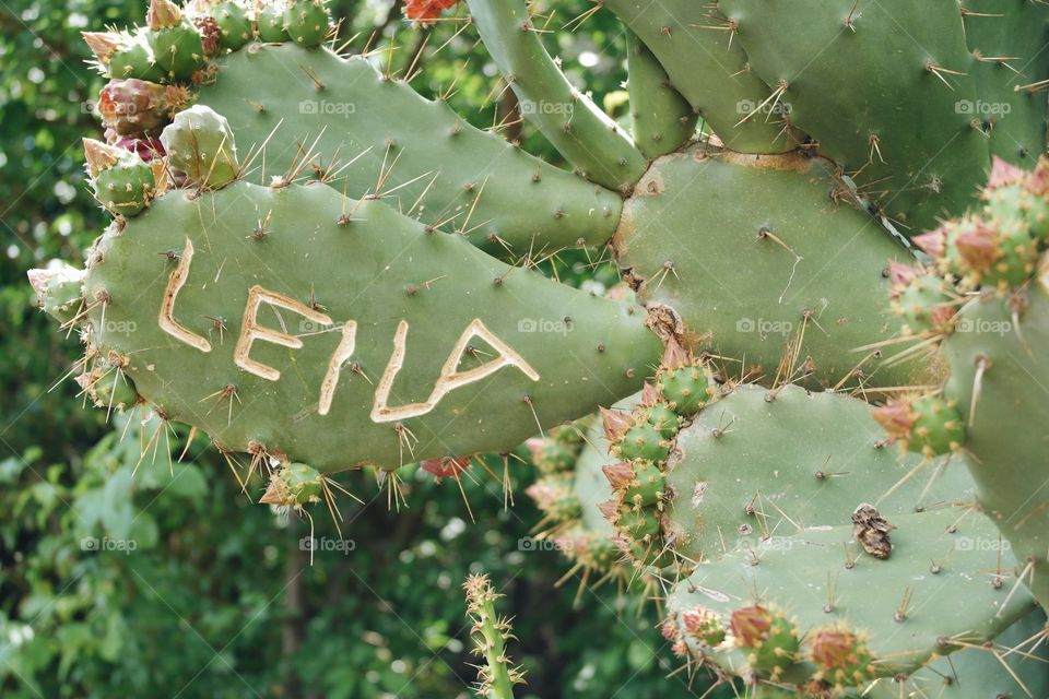 Leila's cacti 