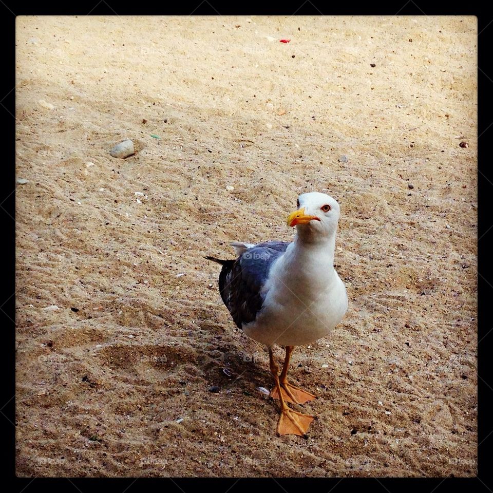 Seagull