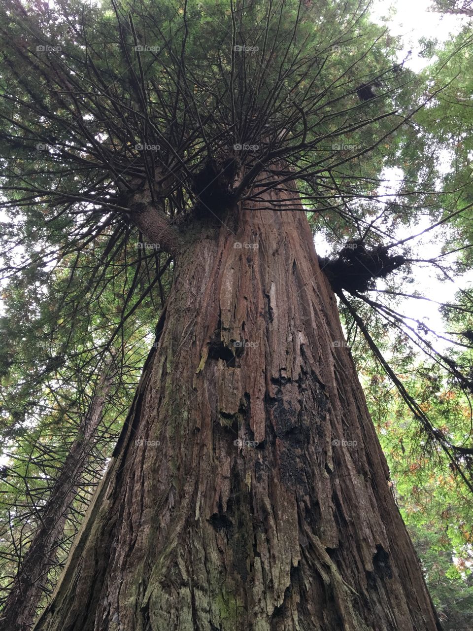 Tall redwood
