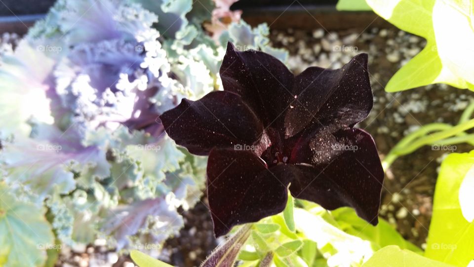 dark flower in the sunshine