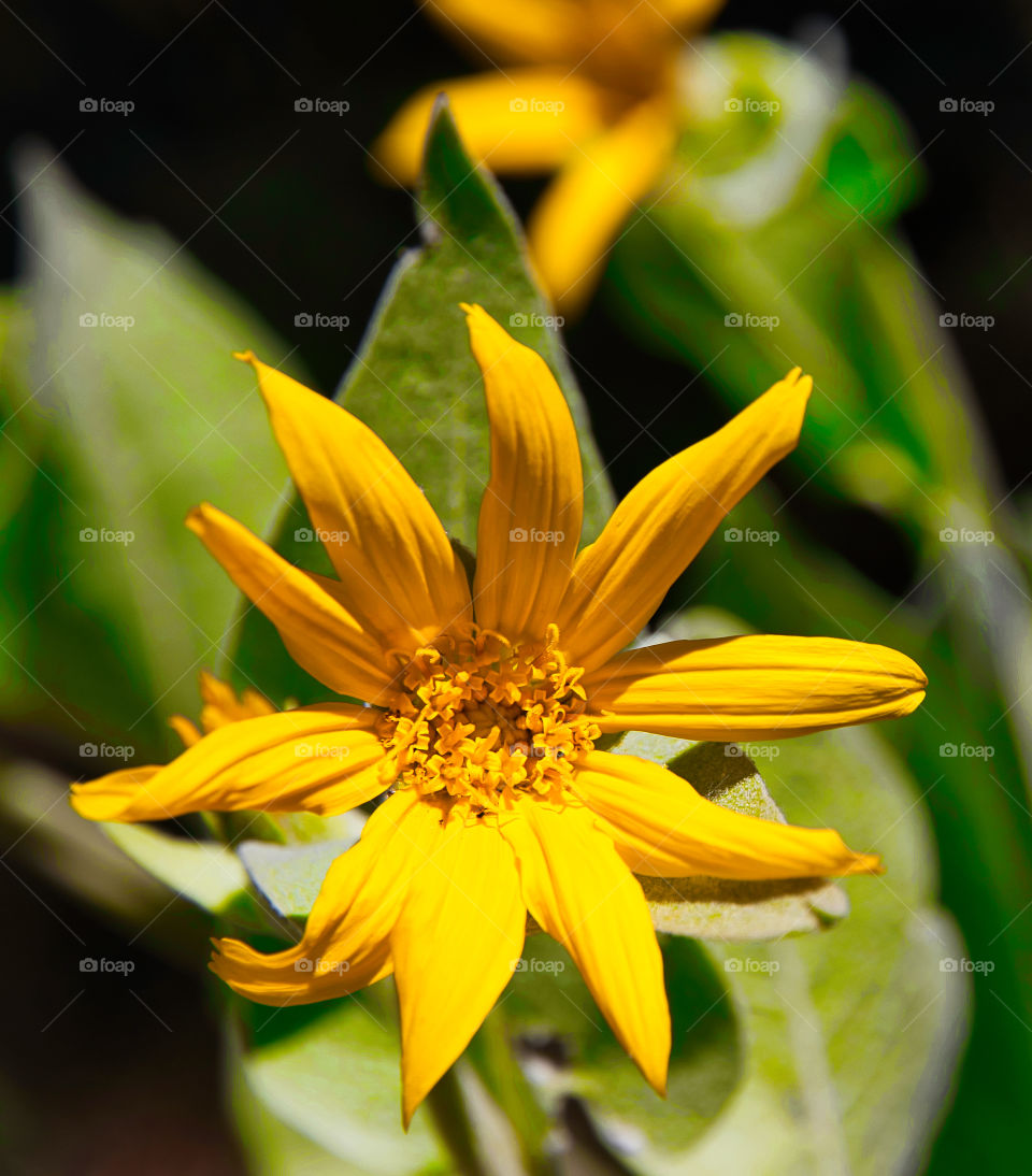 Yellow Wildflower 