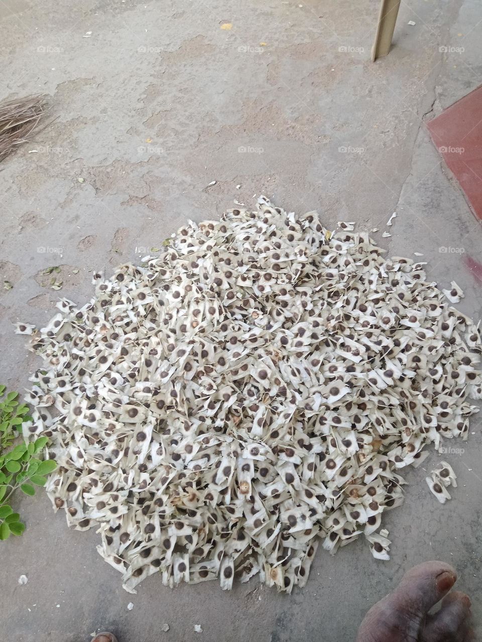 Ravarma VanguvO / Moringa Seeds / Drumstick Seeds / Large number / Seed pile