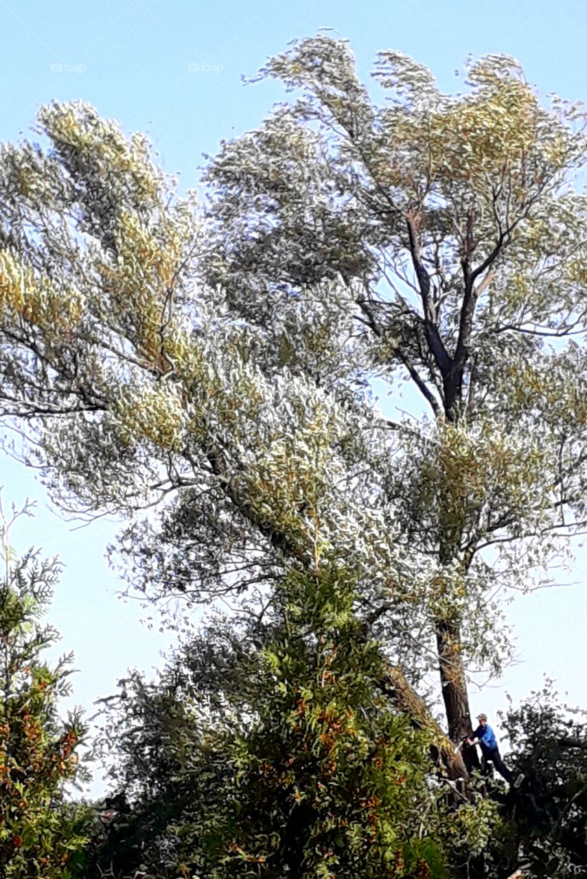 cuttimg dowm an old willow during a windy day