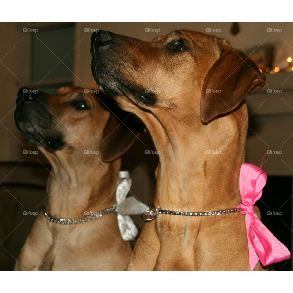 Their favorite game  because they don't have to budge