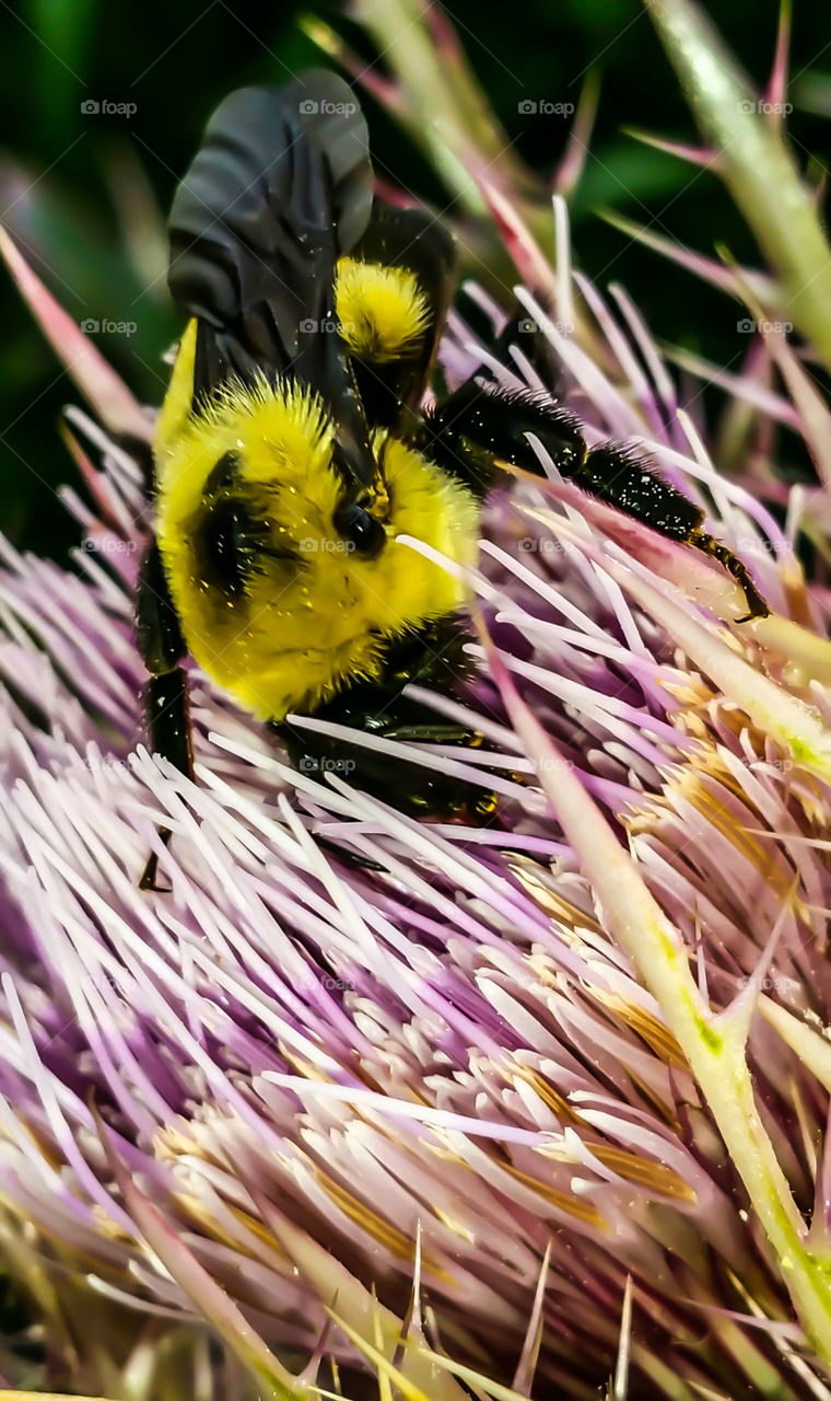 bumble bee