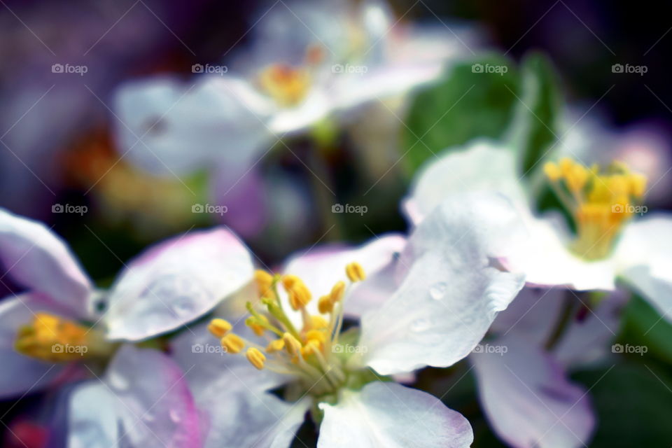 flowering Crabapple